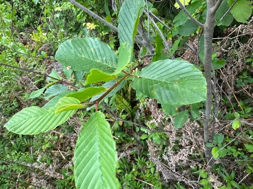 Cascara Buckthorn