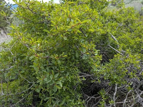 Red Buckthorn