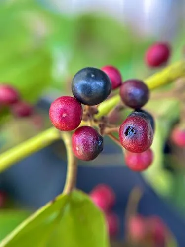 West Indian Buckthorn