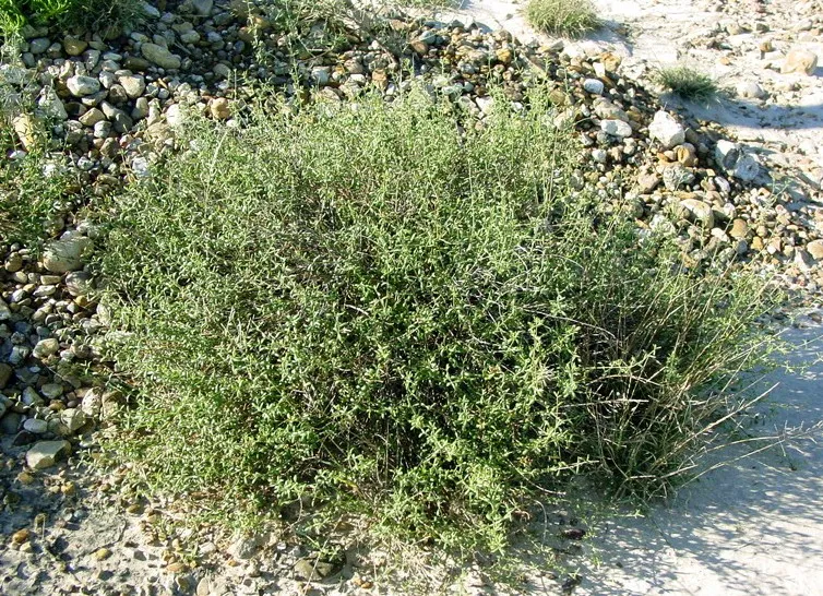 Johnston's Seaheath