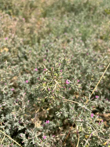 Alkali Seaheath