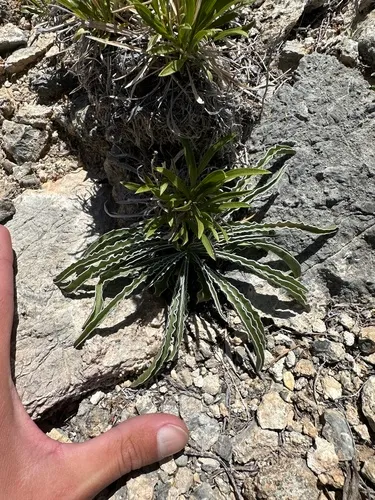 Desert Frasera