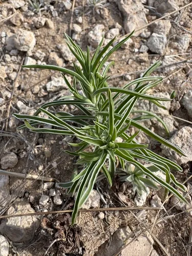 Colorado Frasera