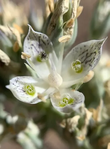 Pine Green Gentian — photo by Duncan Bell