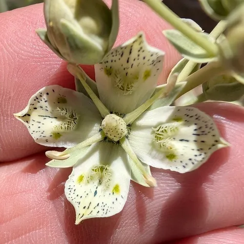 Coahuila Frasera