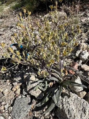 Inyo Frasera — photo by hoystone