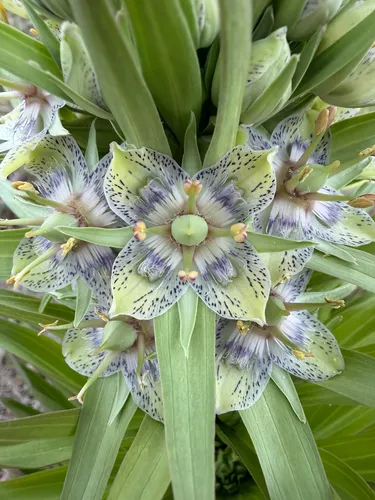 Elkweed