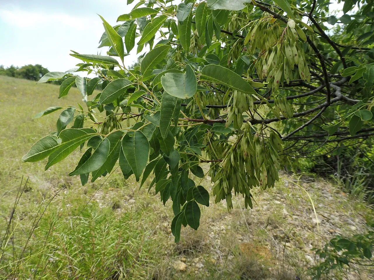 Texas Ash — photo by Mason Brock ( Masebrock )