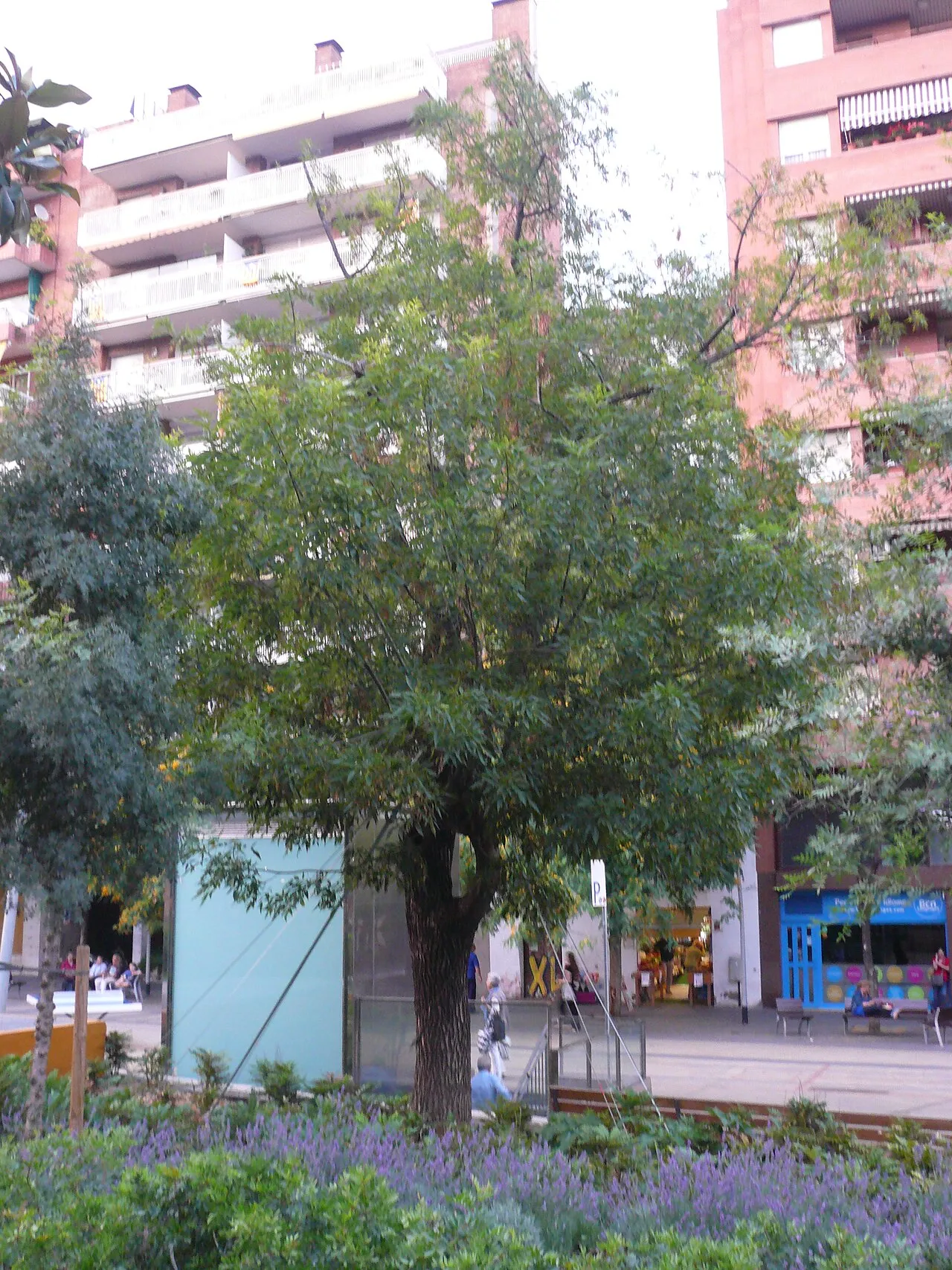 Mexican Ash — photo by pere prlpz