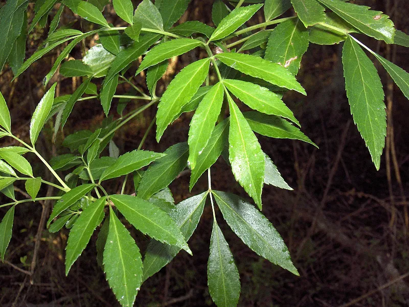 Carolina Ash