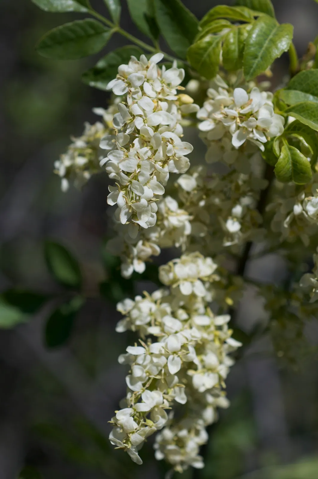 California Ash