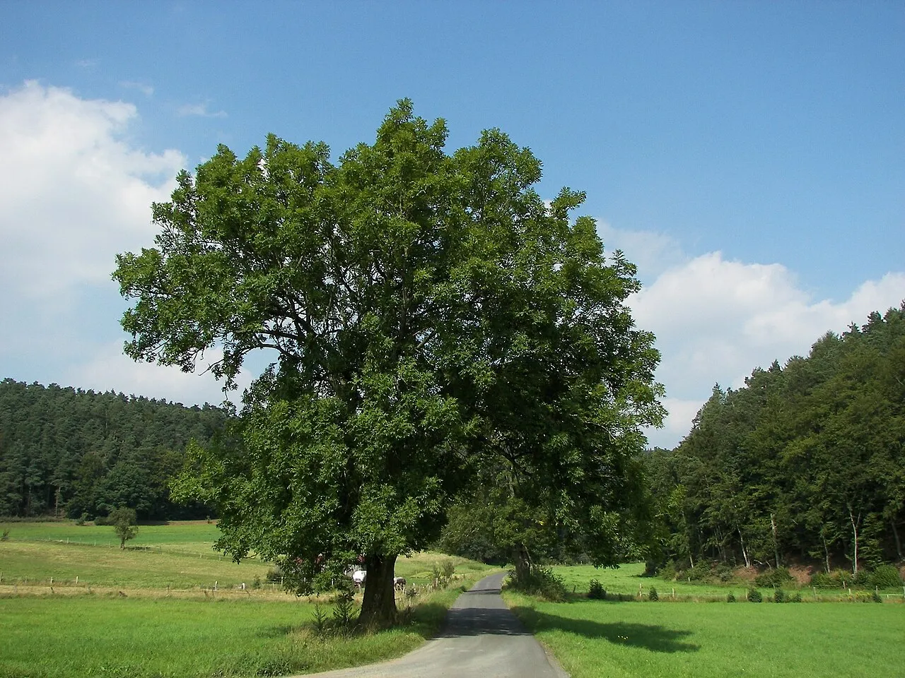 European Ash — photo by Willow