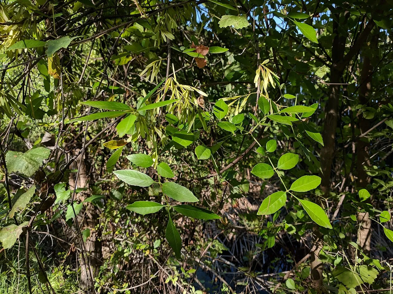 Goodding's Ash