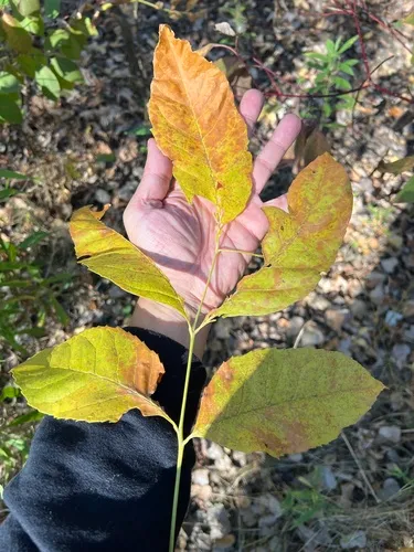 Green Ash — photo by François Plourde - Renard frak