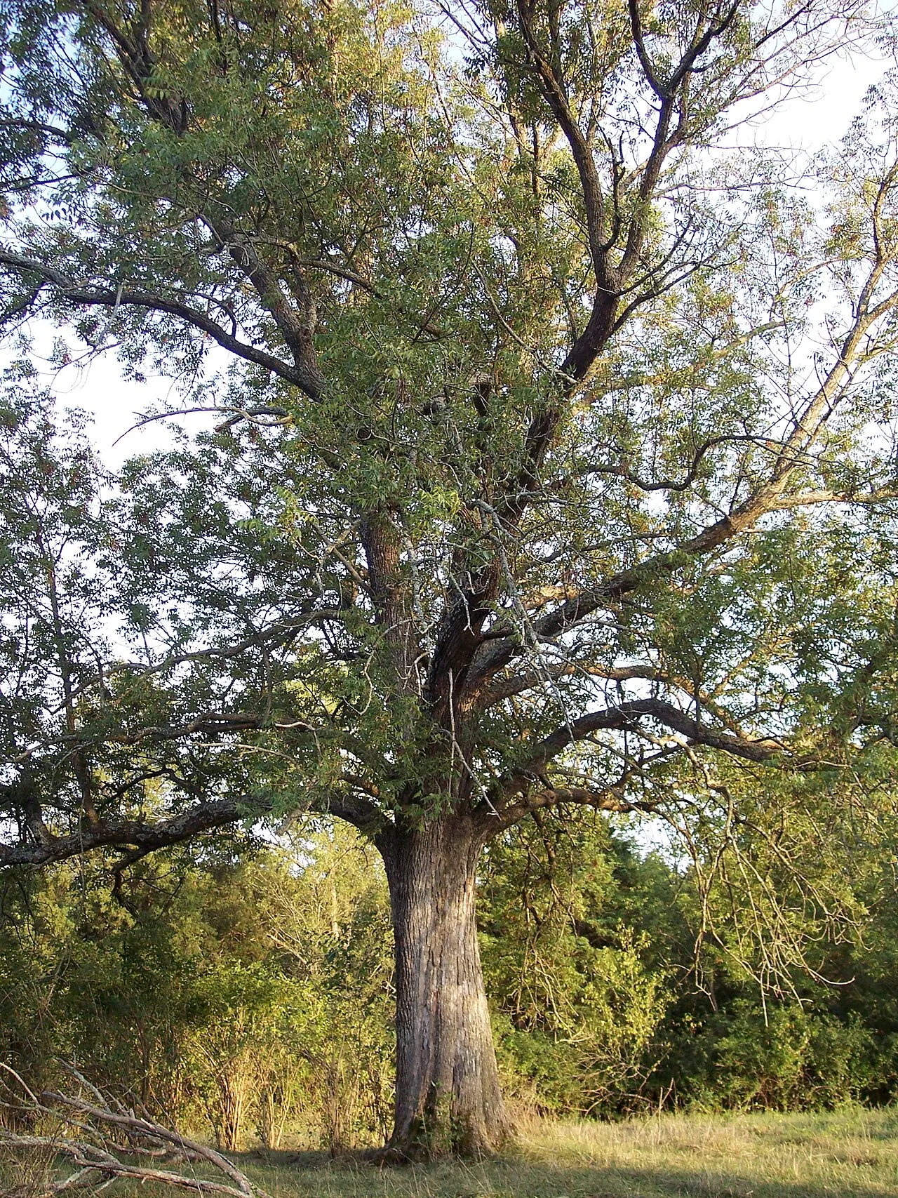 Blue Ash