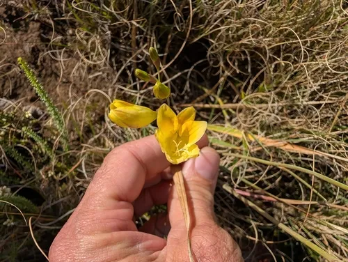 Common Freesia