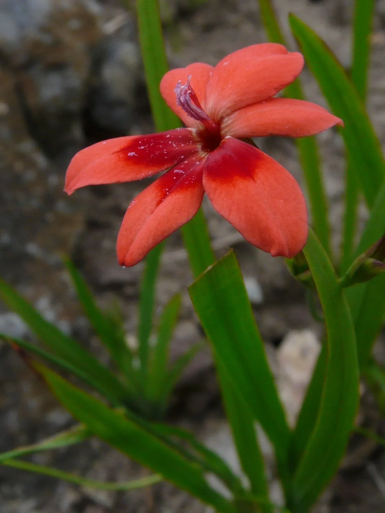 False Freesia — photo by Pethan