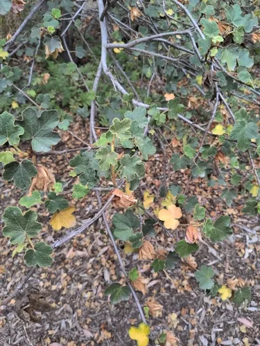 California Flannelbush