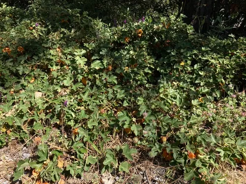 Pine Hill Flannelbush — photo by Adam J. Searcy