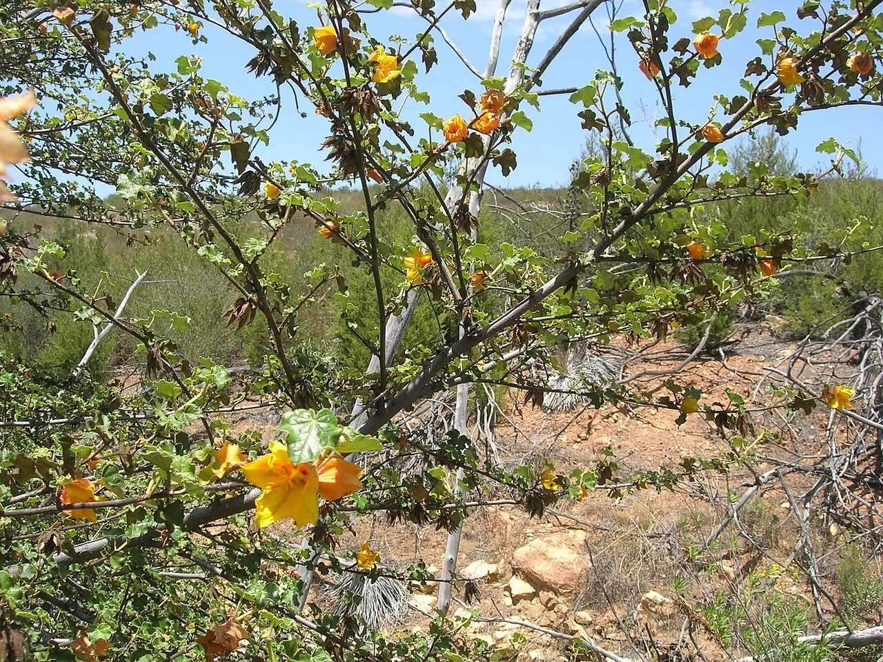 Mexican Flannelbush