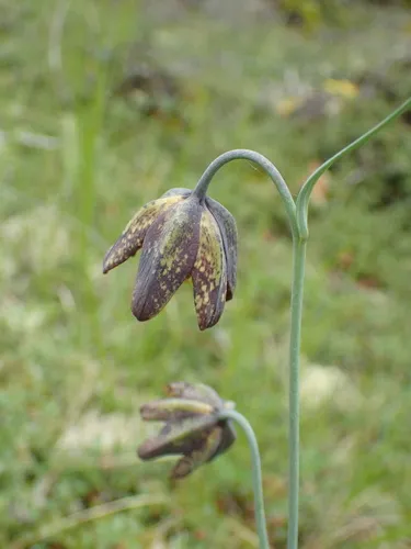 Checker Lily