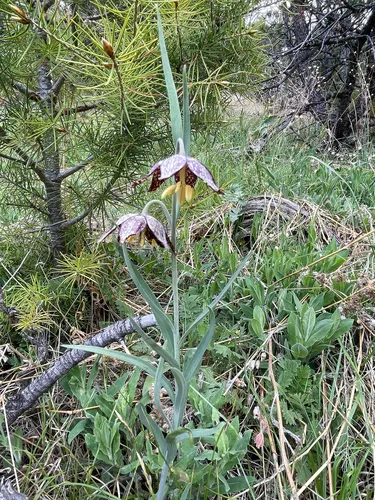 Spotted Fritillary — photo by nadyal
