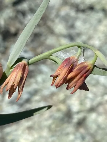 Butte County Fritillary