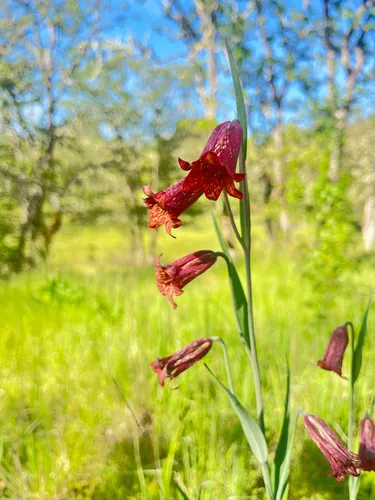 Gentner's Fritillary