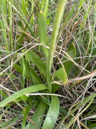 Fragrant Fritillary