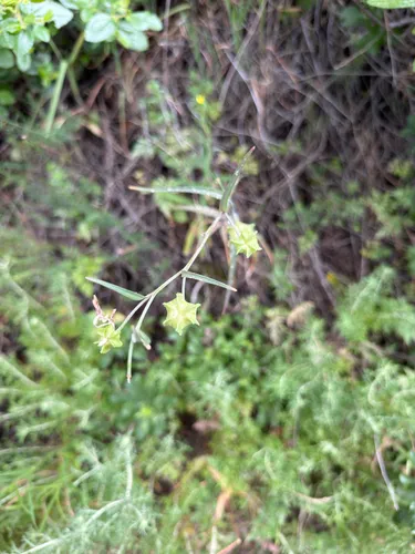 Ojai Fritillary — photo by aleup