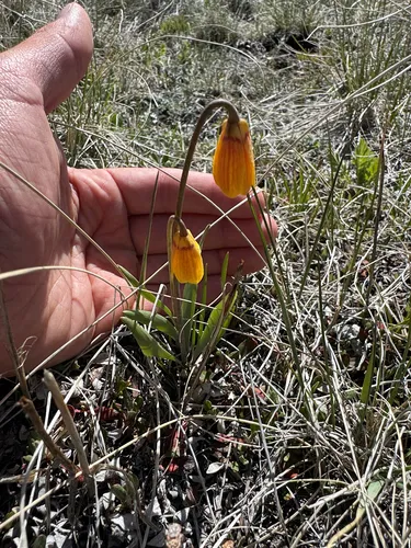 Yellow Fritillary — photo by keelypattisall