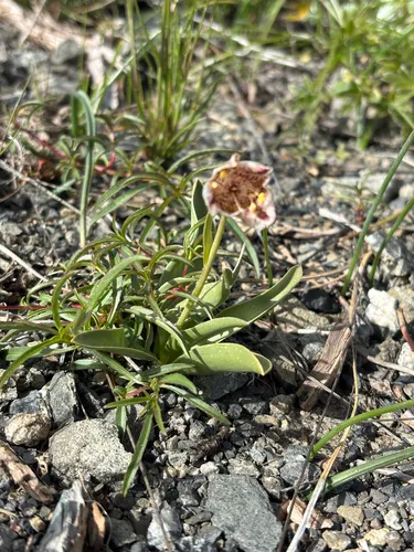 Purdy's Fritillary — photo by Andoni Rodriguez Eraso