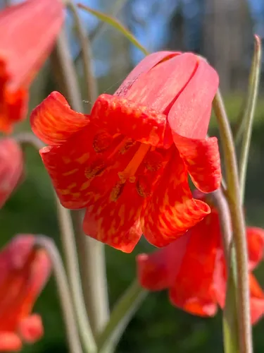 Scarlet Fritillary — photo by Brandi Nessen