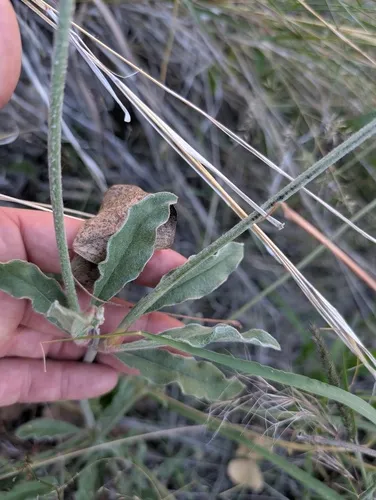 Arizona Snakecotton