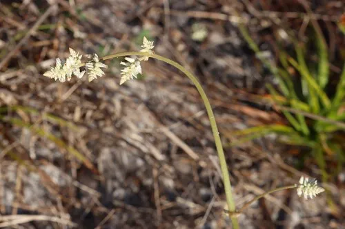 Plains Snakecotton
