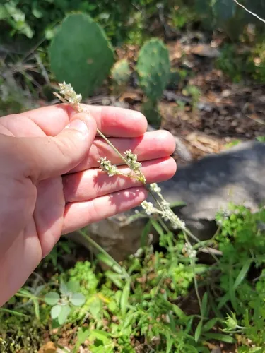 Slender Snakecotton