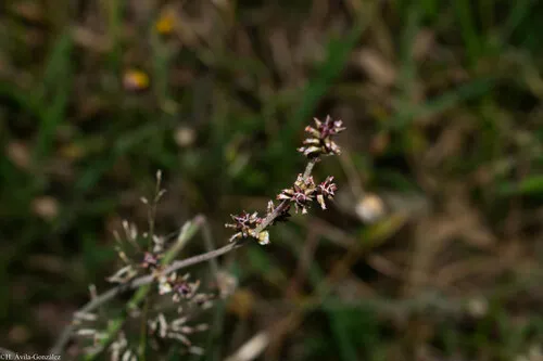 Texas Snakecotton — photo by Heriberto Ávila-González