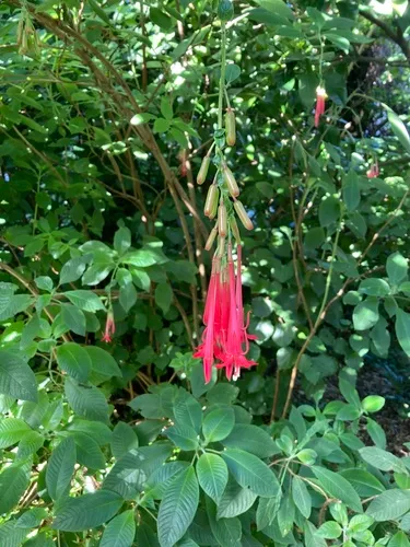 Bolivian Fuchsia
