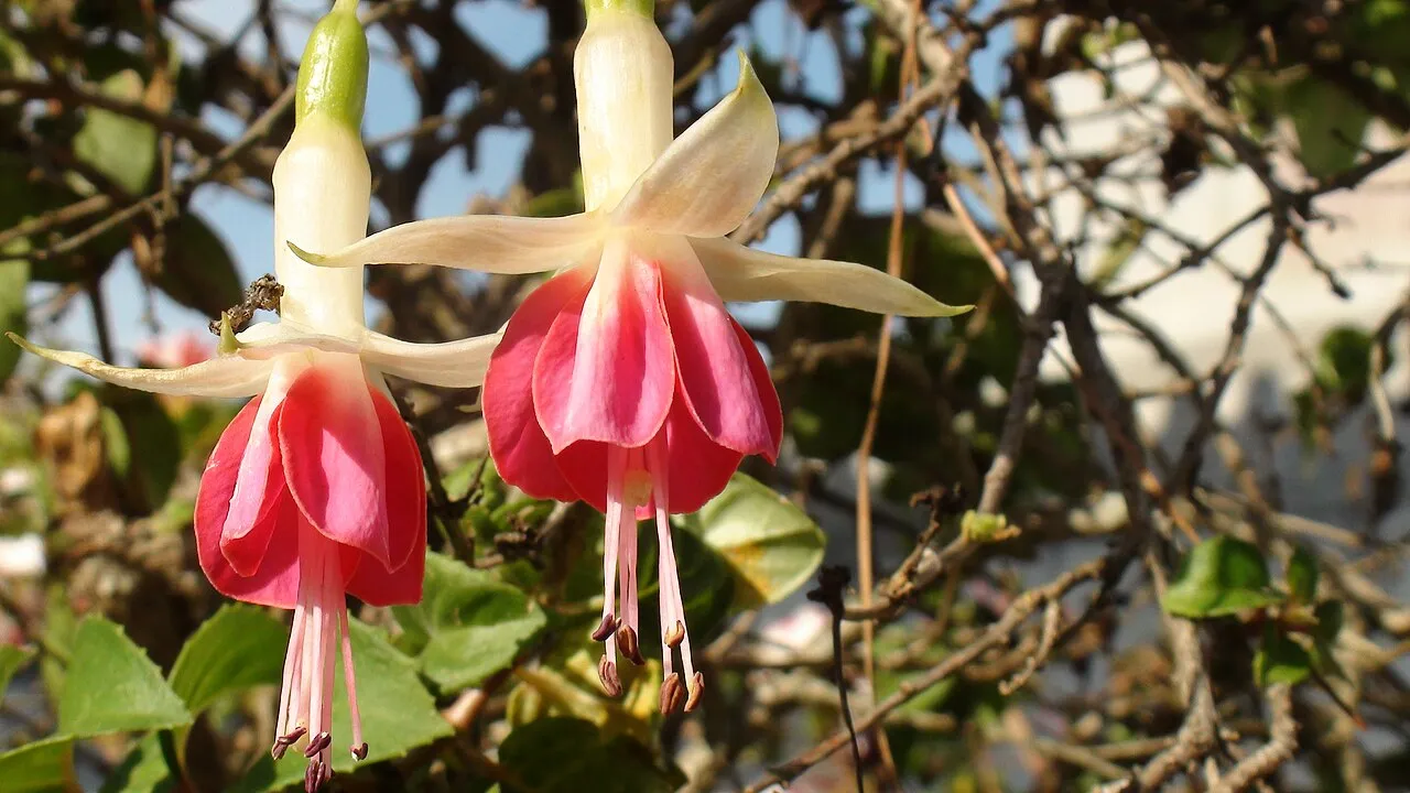 Hybrid Fuchsia
