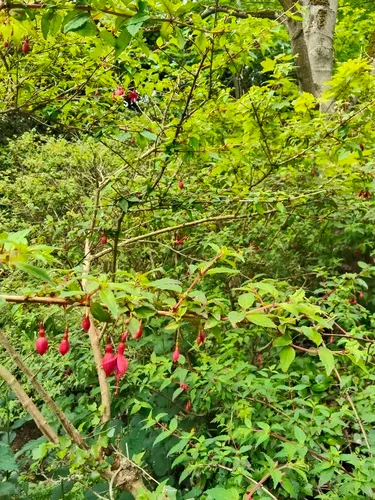Hardy Fuchsia