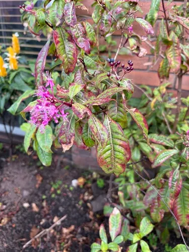Shrubby Fuchsia — photo by mguzmanr