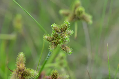 Saltmarsh Umbrella-sedge