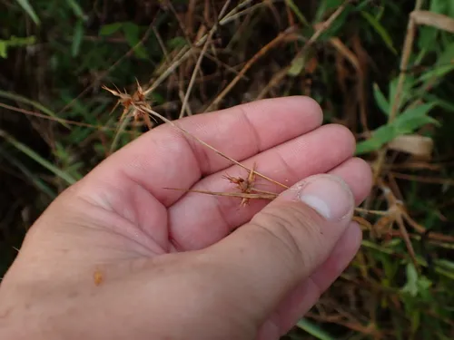 Bush's Umbrella-sedge