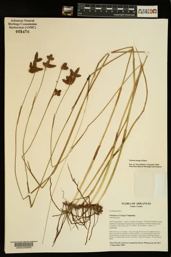 Coastal Plain Umbrella-sedge