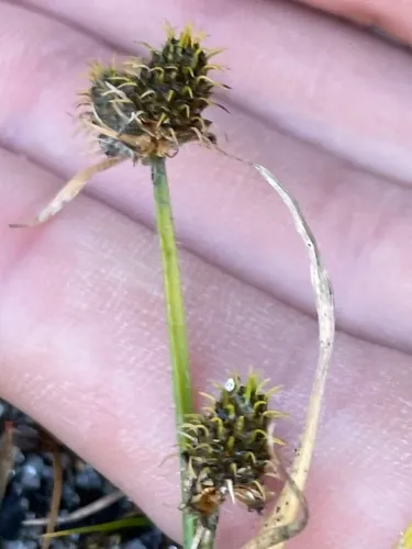 Dwarf Umbrella-sedge