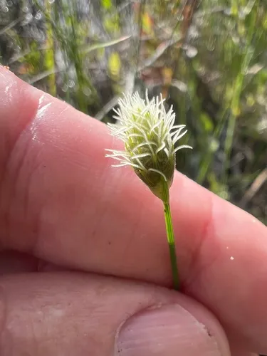 Southern Umbrella-sedge