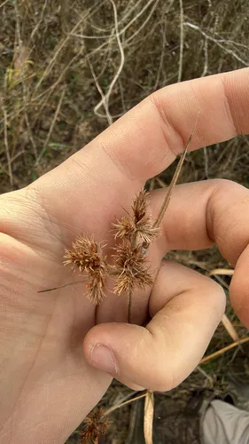 Hairy Umbrella-sedge