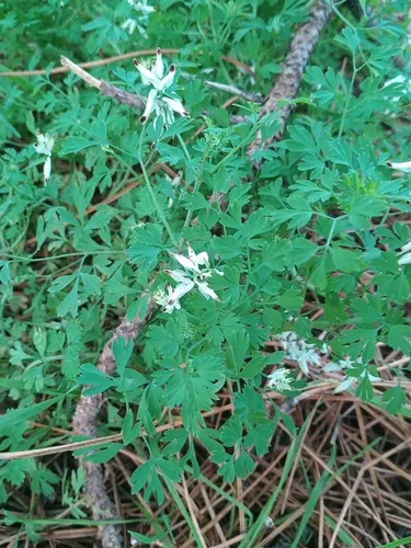 White Ramping Fumitory