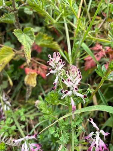 Western Fumitory
