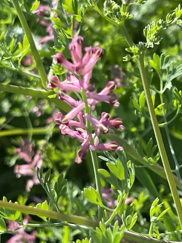 Drug Fumitory